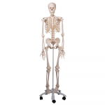 Skjelett maxi